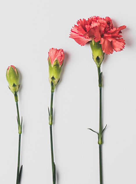 Growing - oeillets unsplash